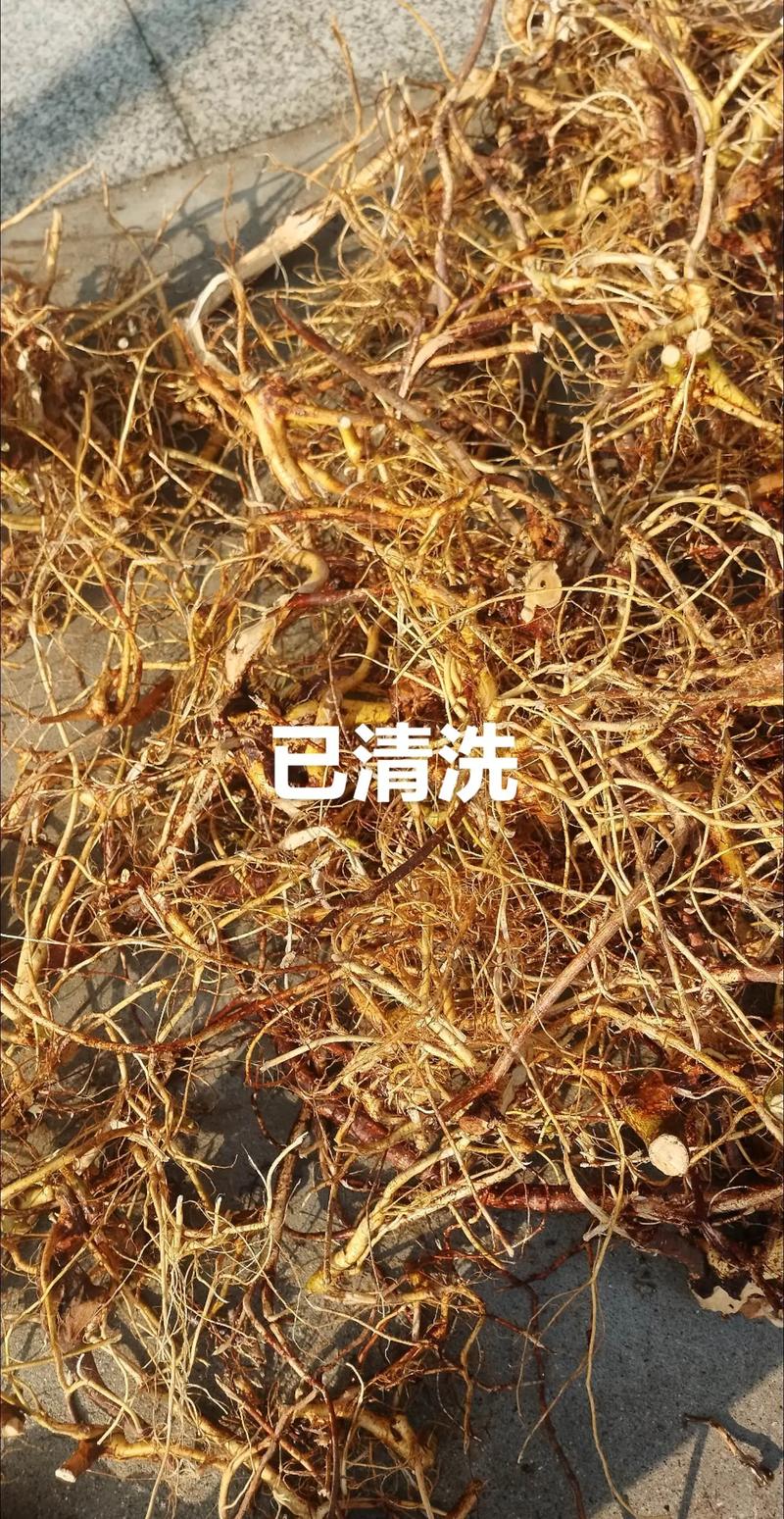 五指毛桃在江西可以种吗?从选时到成活的全流程技术指南 六、缓苗管理
