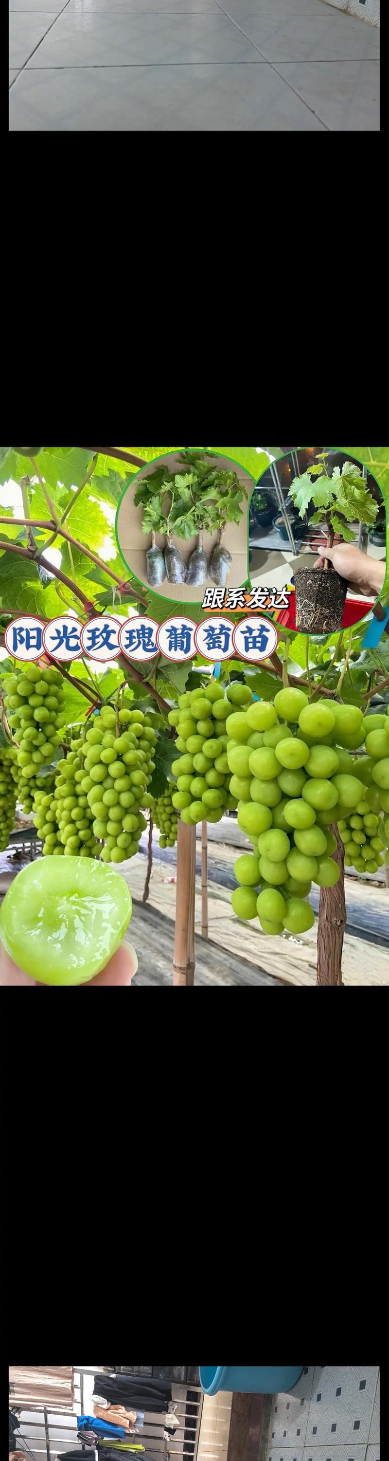 阳光玫瑰葡萄苗多少钱一棵?2026年最新价格参考与选购指南 数量:批量采购单价可下降30%-50%