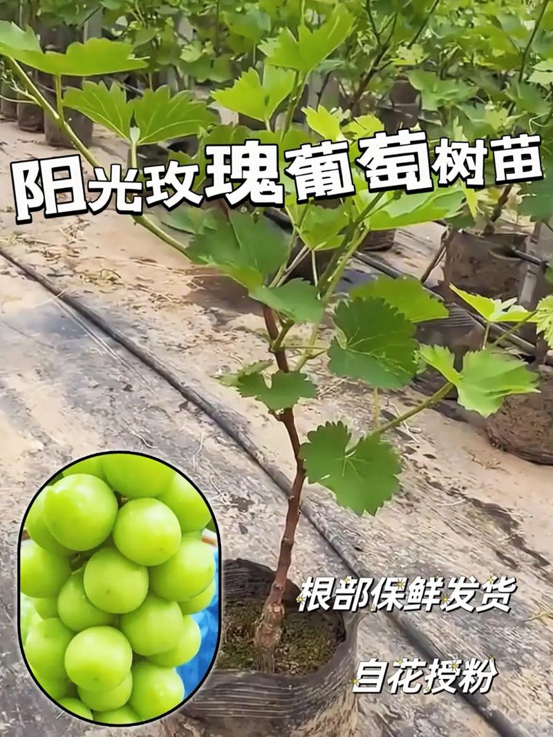阳光玫瑰葡萄苗多少钱一棵?2026年最新价格参考与选购指南 咨询指南