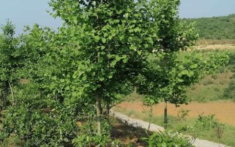 银杏树苗价格与选购指南：规格、质量与种植全攻略