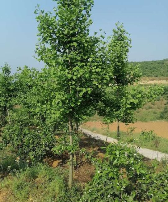 银杏树苗价格与选购指南：规格、质量与种植全攻略