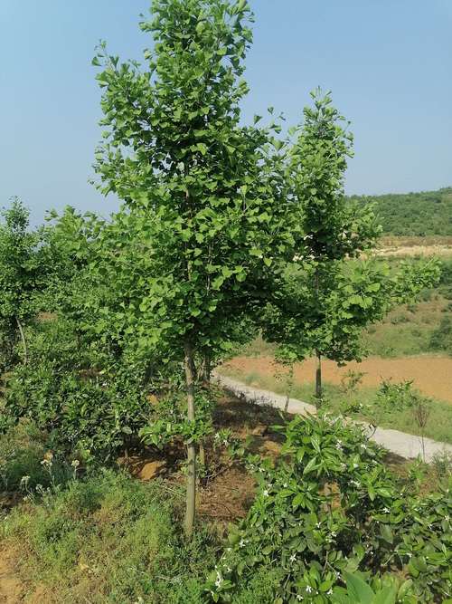 银杏树苗价格与选购指南:规格、质量与种植全攻略 银杏树苗价格与选购指南:规格、质量与种植全攻略