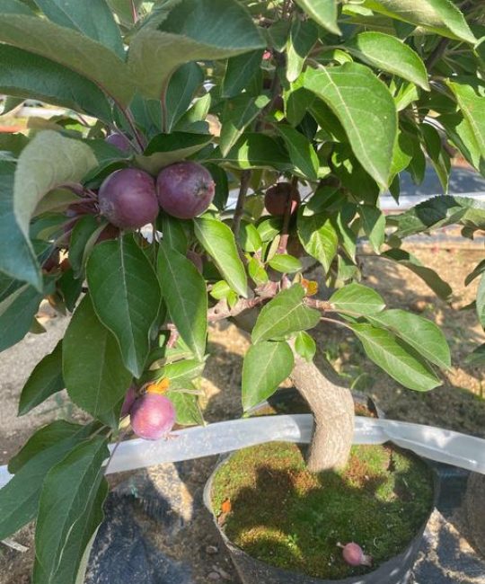 苹果树开花时能浇水吗？花期浇水指南与养护全攻略