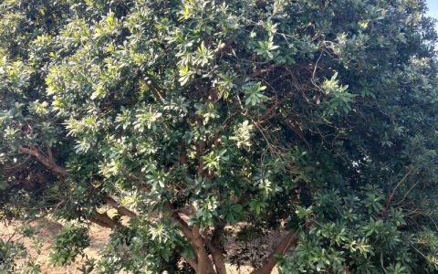 杨梅树可以种在院子里吗？庭院种植杨梅树全指南