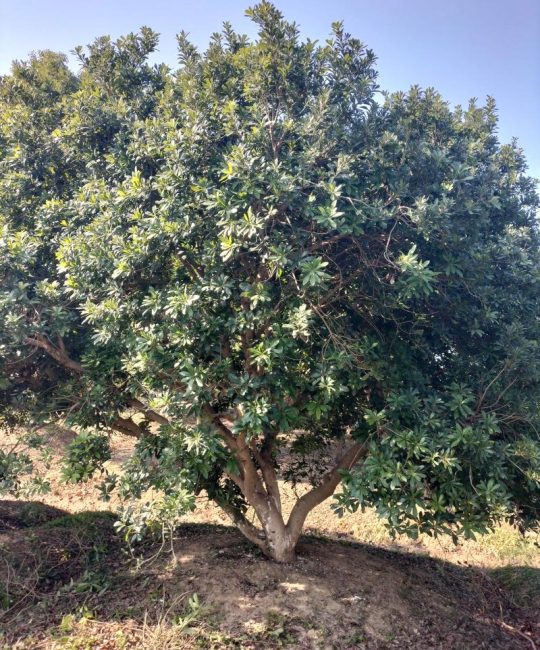 杨梅树可以种在院子里吗？庭院种植杨梅树全指南