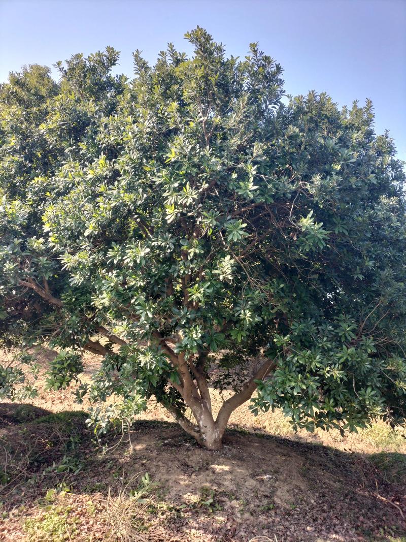 杨梅树可以种在院子里吗?庭院种植杨梅树全指南 杨梅树可以种在院子里吗?庭院种植杨梅树全指南