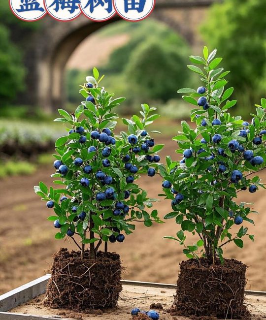 蓝莓苗怎么种植和养护？家庭盆栽蓝莓成活与结果全攻略