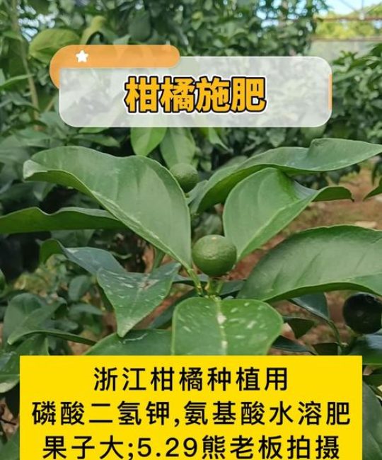 红美人柑橘施什么肥料最好？科学施肥与养护全攻略