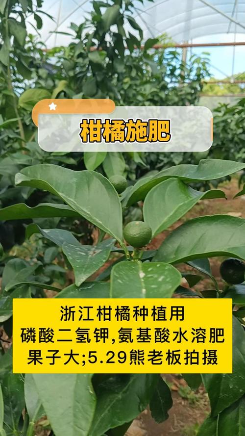 红美人柑橘施什么肥料最好?科学施肥与养护全攻略 红美人柑橘施什么肥料最好?科学施肥与养护全攻略