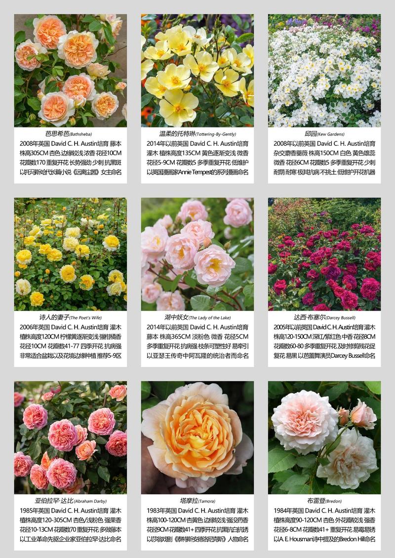 哪个花卉市场便宜?月季选购与养护全攻略 修剪促花系统指导