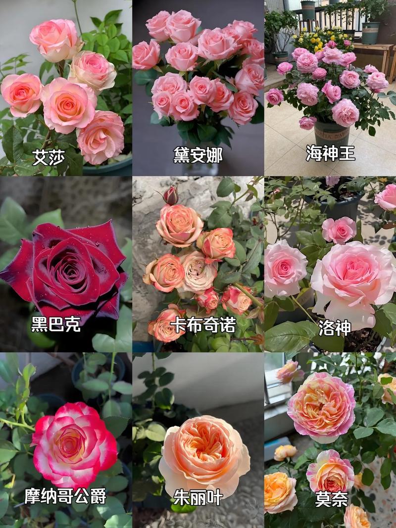 哪个花卉市场便宜?月季选购与养护全攻略 盆栽/地栽选择决策