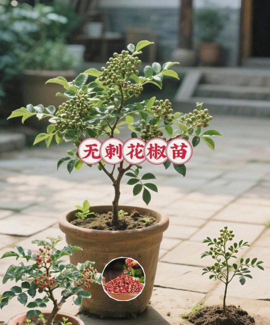 花椒树几年结花椒？实生苗与嫁接苗的区别及丰产管理指南