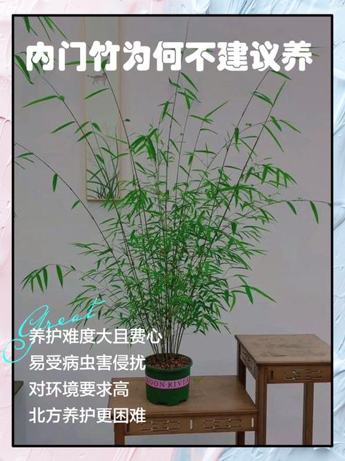 屋前种竹子好不好?园艺专家分析利弊与建议 四、如何科学控制竹子的蔓延?