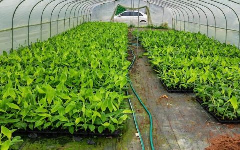 广西农科所三大王牌果树品种对比：桂柚1号、桂蕉1号、桂葡1号种植指南