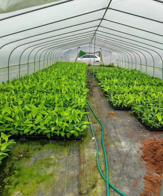 广西农科所三大王牌果树品种对比：桂柚1号、桂蕉1号、桂葡1号种植指南