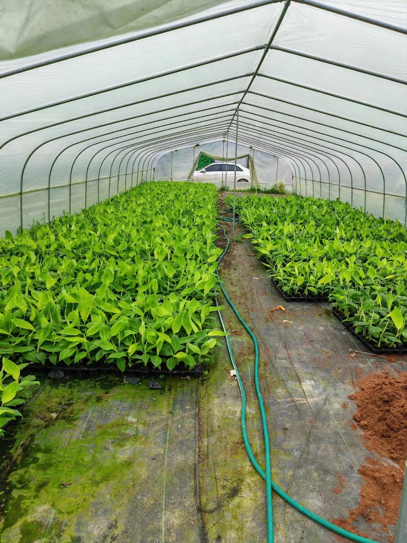 广西农科所三大王牌果树品种对比:桂柚1号、桂蕉1号、桂葡1号种植指南 品种速览:广西农科所三大特色果树