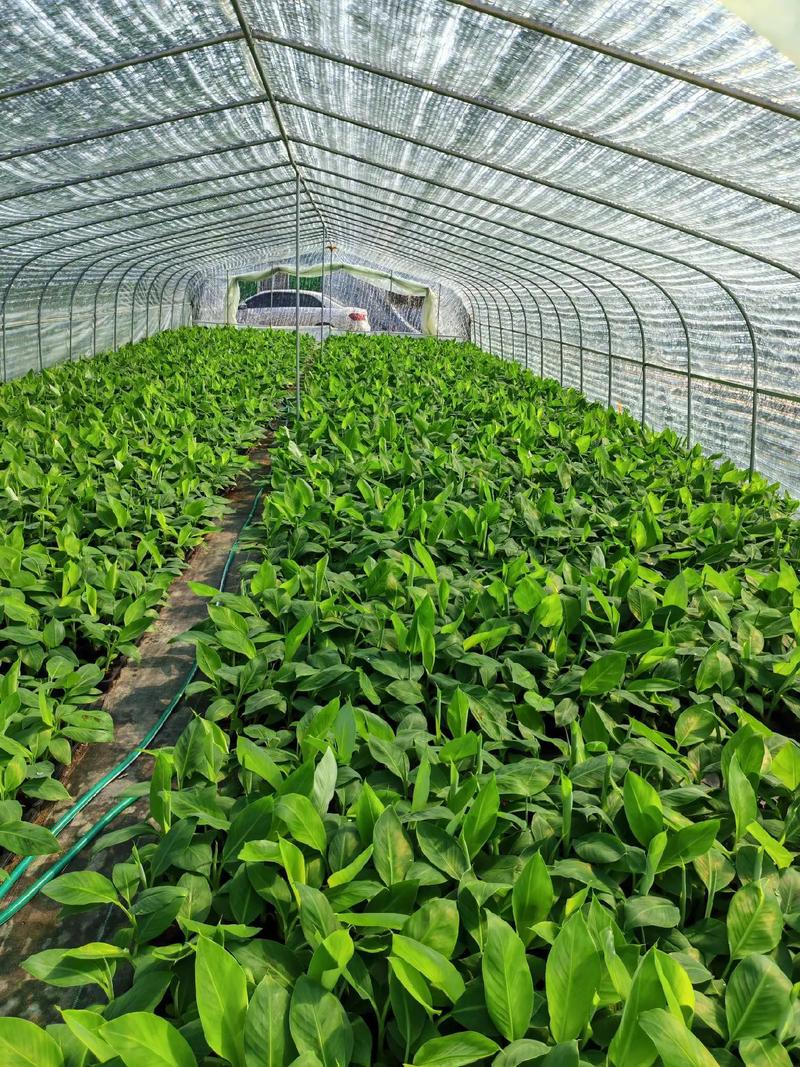 广西农科所三大王牌果树品种对比:桂柚1号、桂蕉1号、桂葡1号种植指南 核心维度逻辑解释