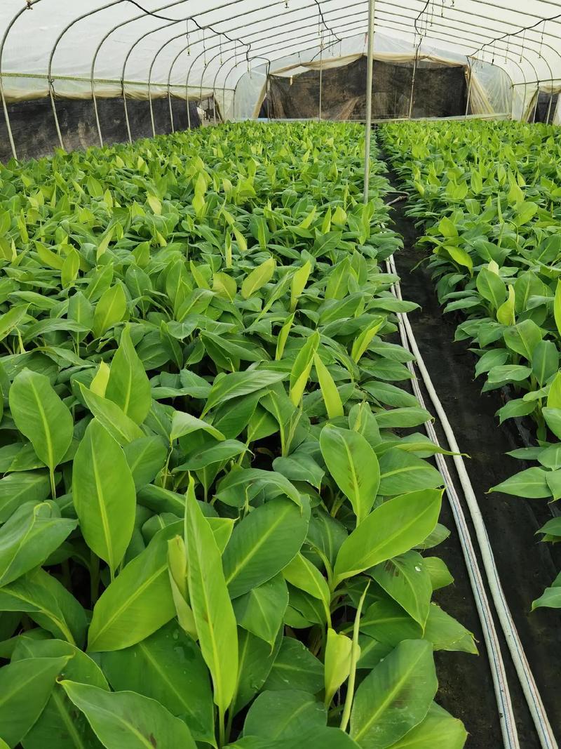 广西农科所三大王牌果树品种对比:桂柚1号、桂蕉1号、桂葡1号种植指南 总结