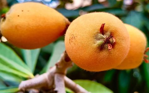 枇杷什么时候成熟？不同品种与地区成熟时间详解 (2026)