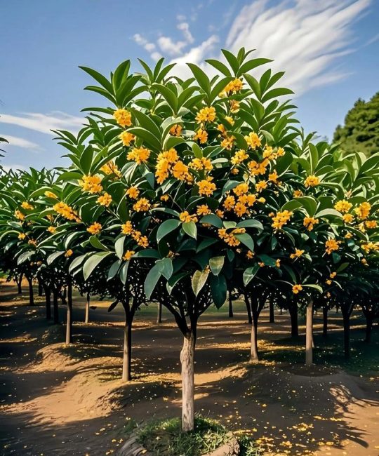 一月份可以栽桂花树吗？