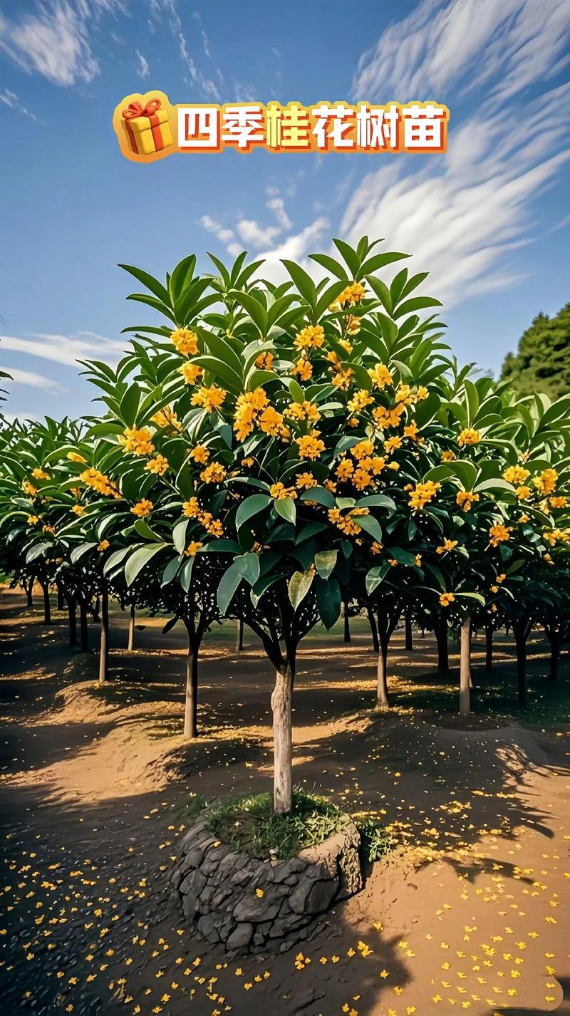 一月份可以栽桂花树吗? 一、桂花树适合在什么季节栽种?