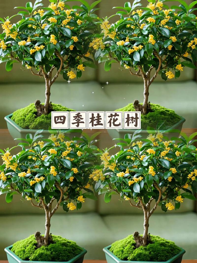 一月份可以栽桂花树吗? 四、栽后如何养护桂花树?
