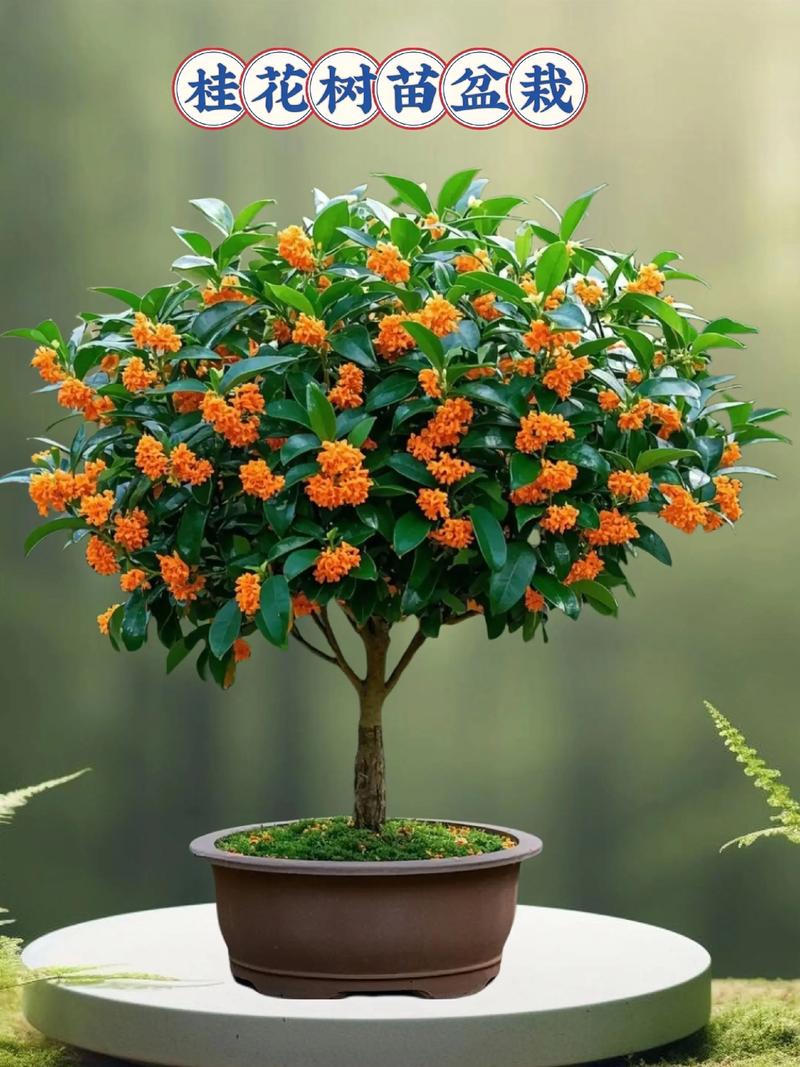 一月份可以栽桂花树吗? 三、一月份栽桂花树的注意事项