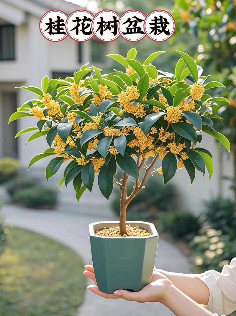 一月份可以栽桂花树吗? 五、什么情况下不建议一月份栽桂花树?
