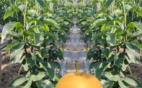 红梨树苗多少钱一棵？2026年价格参考与采购指南
