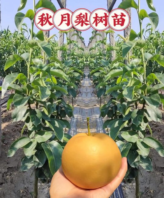 红梨树苗多少钱一棵？2026年价格参考与采购指南