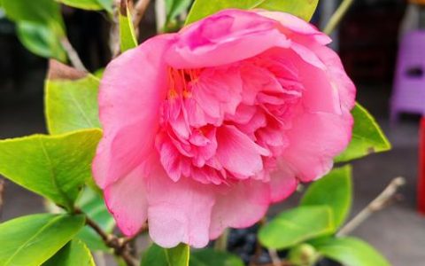 南方的茶花到北方怎么养：六步养护指南助你成功引种