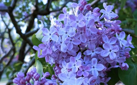 丁香花几月份开花？花期管理、养护与品种全攻略