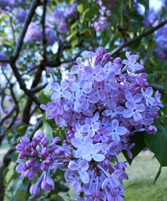丁香花几月份开花？花期管理、养护与品种全攻略