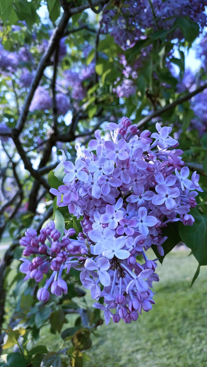 丁香花几月份开花？花期管理、养护与品种全攻略