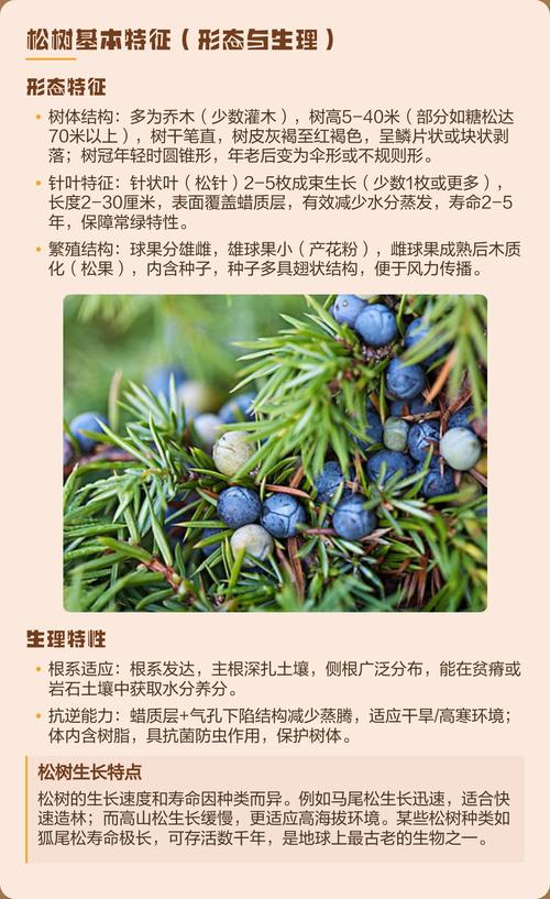 松树为什么能四季常青?解码常绿针叶树的生理机制与种植全攻略 松树的耐寒耐热与气候适应性