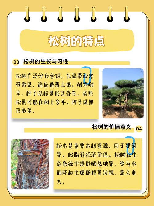 松树为什么能四季常青?解码常绿针叶树的生理机制与种植全攻略 光照与水分需求分级
