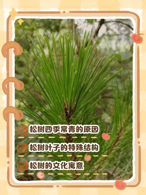 松树为什么能四季常青?解码常绿针叶树的生理机制与种植全攻略 适种区域与品种推荐