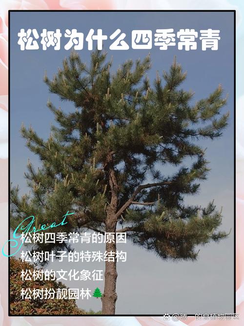 松树为什么能四季常青?解码常绿针叶树的生理机制与种植全攻略 常见误区纠正