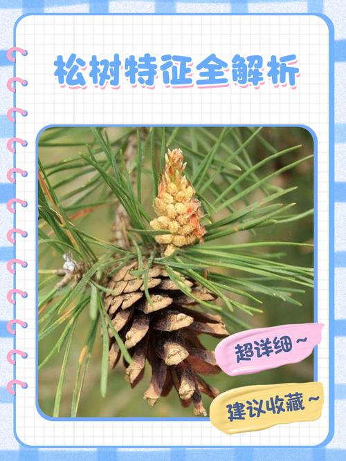 松树为什么能四季常青?解码常绿针叶树的生理机制与种植全攻略 总结