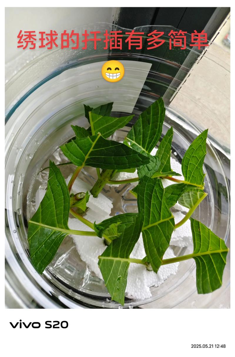 绣球花扦插的最佳时间与全流程操作指南 绣球花扦插的最佳时间与全流程操作指南