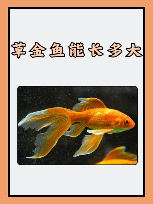 草金鱼和鼢鱼能一起养吗?混养前必须了解的三个关键点 二、混养的三大致命冲突