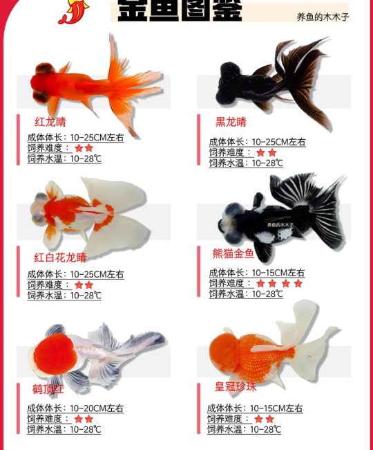 草金鱼和鼢鱼能一起养吗？混养前必须了解的三个关键点