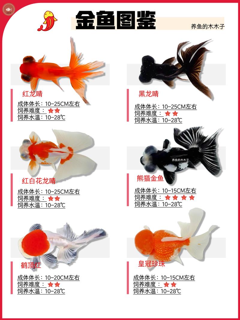 草金鱼和鼢鱼能一起养吗?混养前必须了解的三个关键点 一、先搞清楚“鼢鱼”是什么