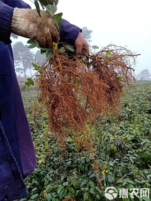 九月黄苗多少钱?2025年价格参考与五大影响因素分析 咨询指南