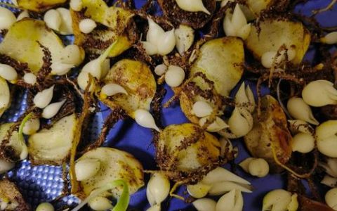 百合花繁殖全攻略：分球、鳞片扦插、珠芽与种子方法详解