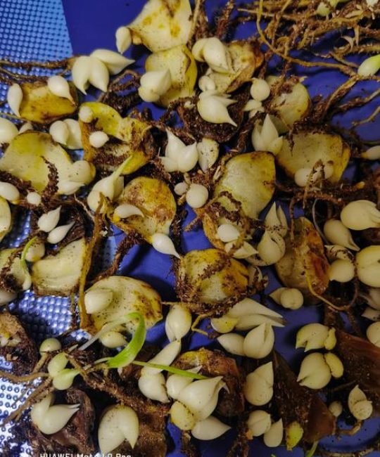 百合花繁殖全攻略：分球、鳞片扦插、珠芽与种子方法详解