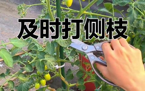 西红柿挂果后怎么修剪？家庭种植全周期养护指南