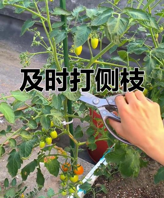 西红柿挂果后怎么修剪？家庭种植全周期养护指南