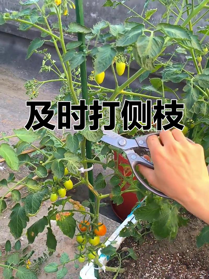 西红柿挂果后怎么修剪?家庭种植全周期养护指南 西红柿挂果后怎么修剪?家庭种植全周期养护指南