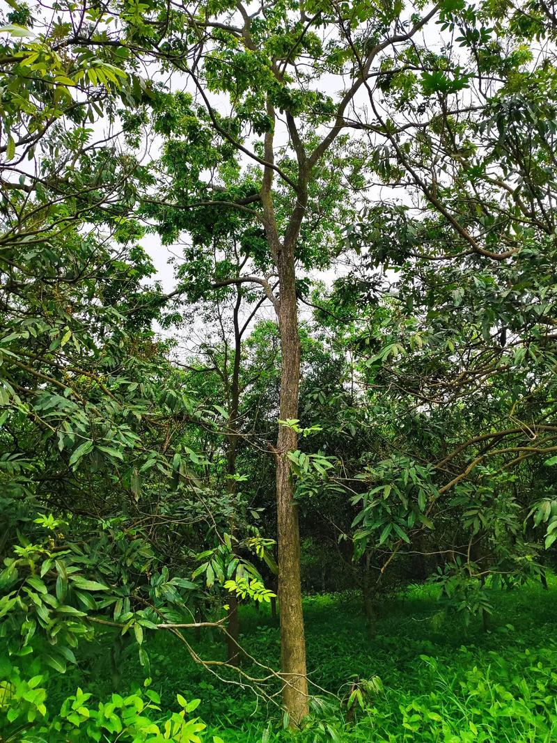 黄花梨一棵树多少钱?黄花梨树价格参考(2025年) 产地的影响